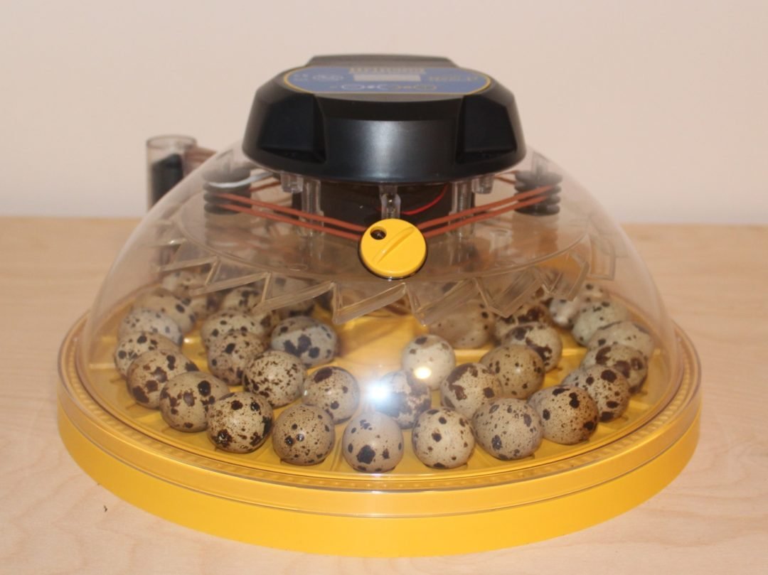 Incubar los huevos de codorniz en una incubadora.