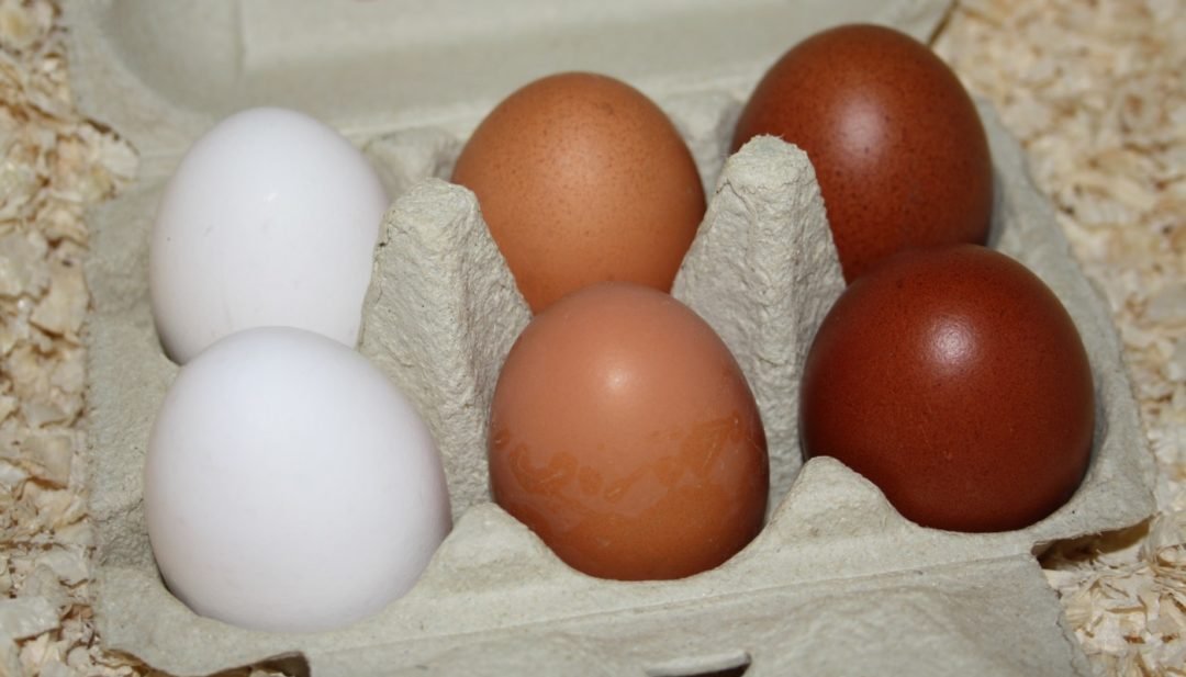 Huevos de varias razas