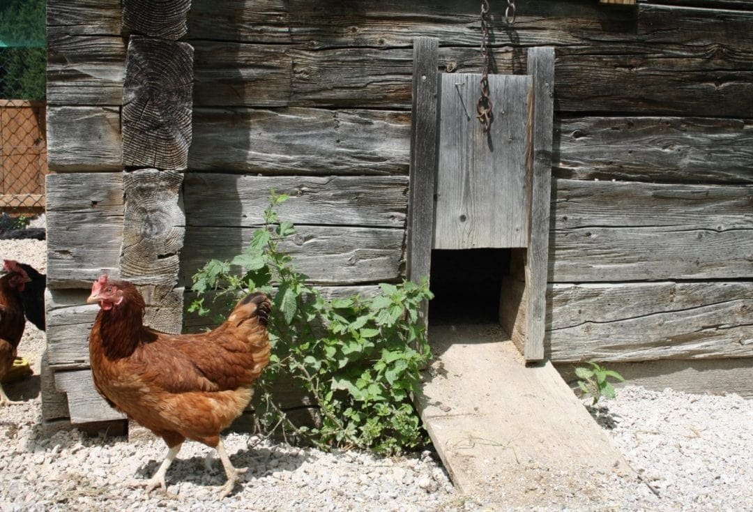Puerta de pollo manual en el gallinero