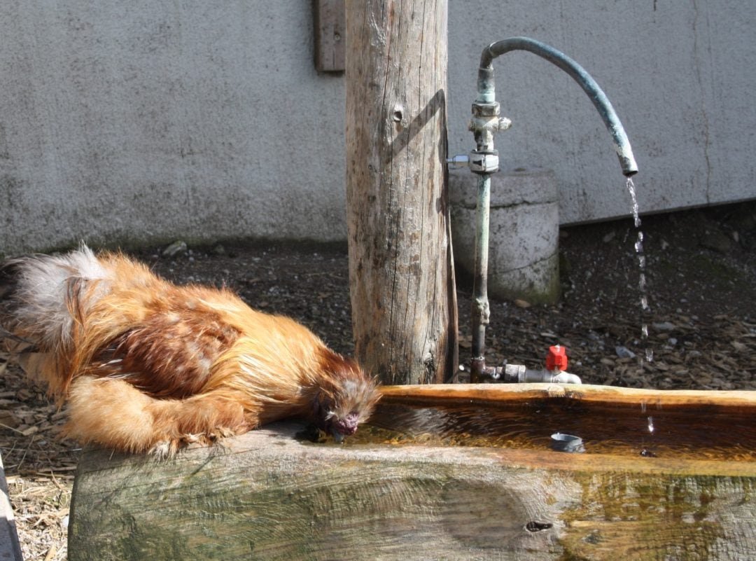 Los pollos se vacunan a través del agua potable.
