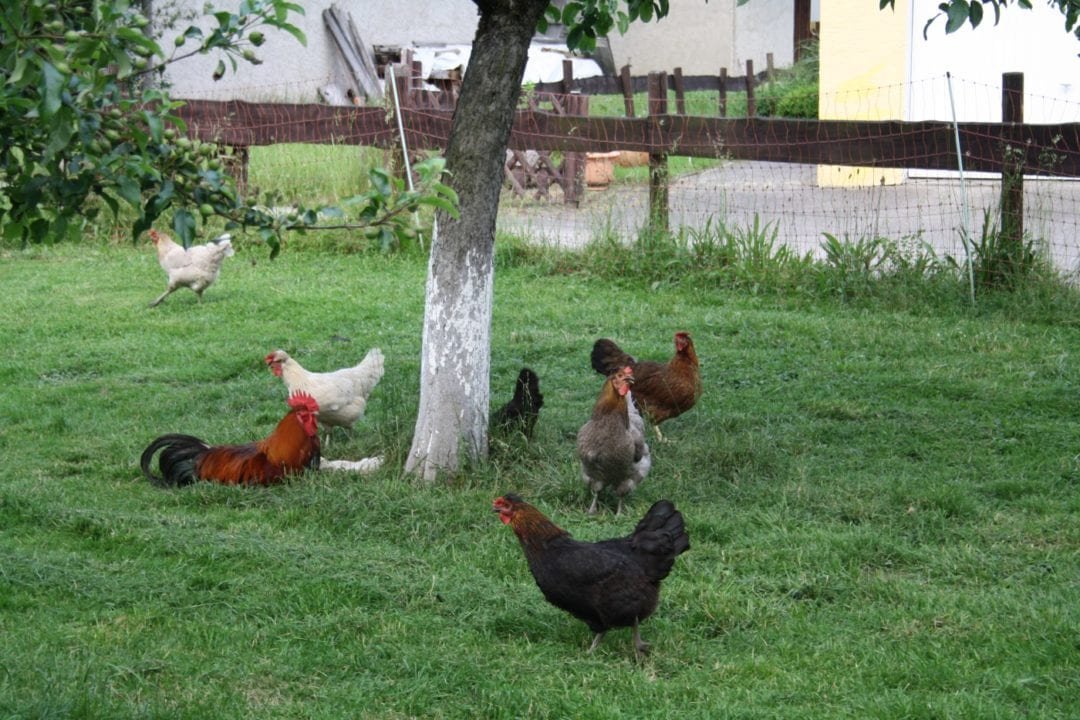 Pollos en la zona residencial.