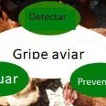 Gripe aviar remedios