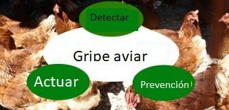 Gripe aviar remedios
