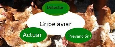 Gripe aviar remedios