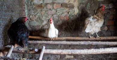 Gallinas durmiendo en la noche en perchas