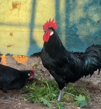 Gallo de gallina castellana negra