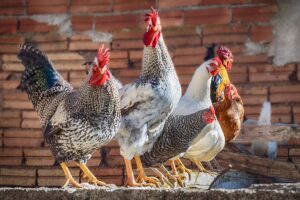 Razas de gallinas