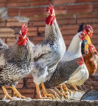 Razas de gallinas
